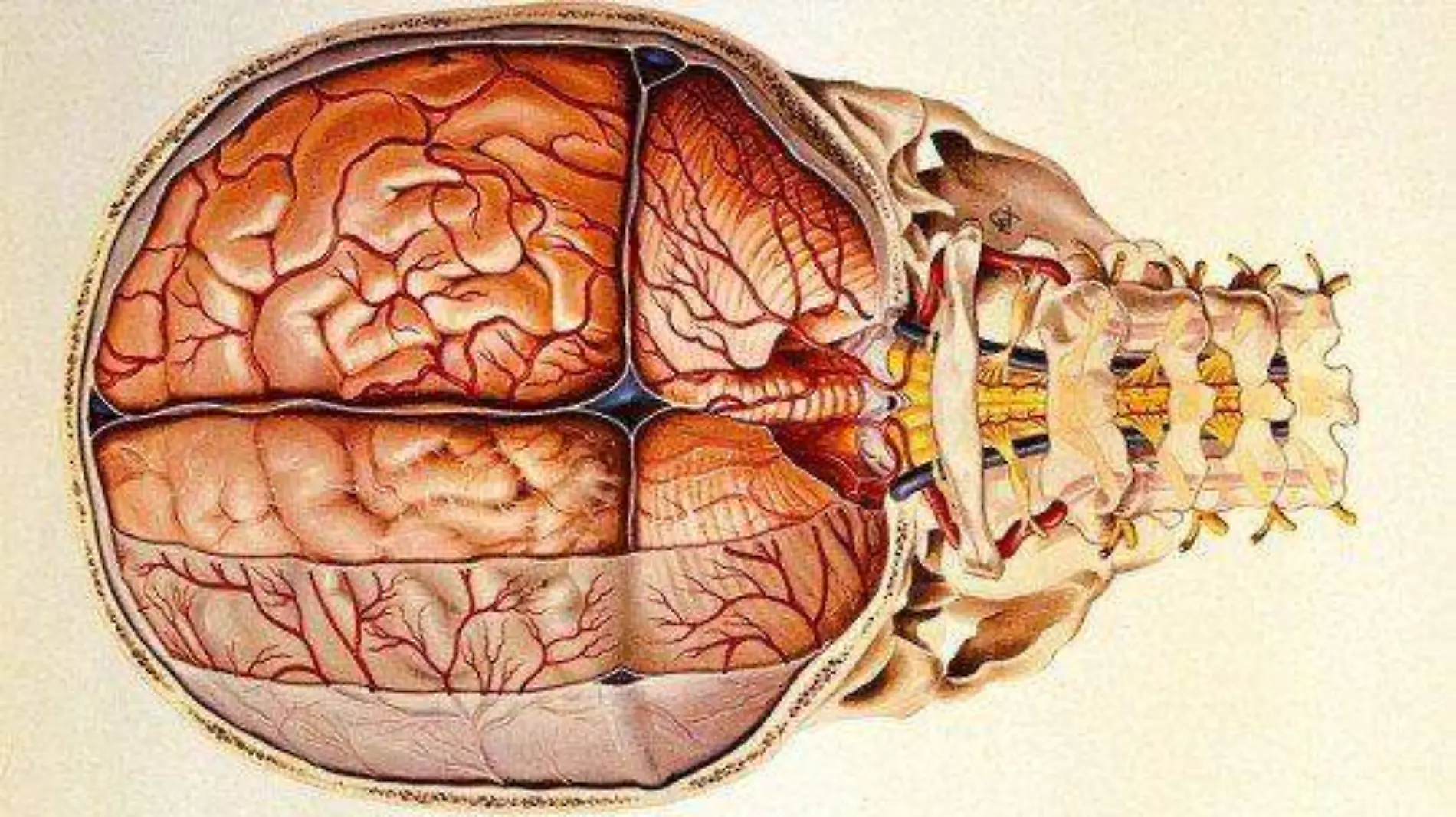 ORTESÍA SESA